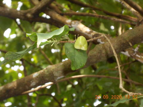 Rinorea guatemalensis (S. Watson) H. H. Bartlett resmi