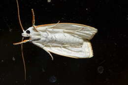 Image of Cryptophasa flavolineata Walker 1864