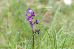 Image of Anacamptis morio subsp. picta (Loisel.) Jacquet & Scappat.