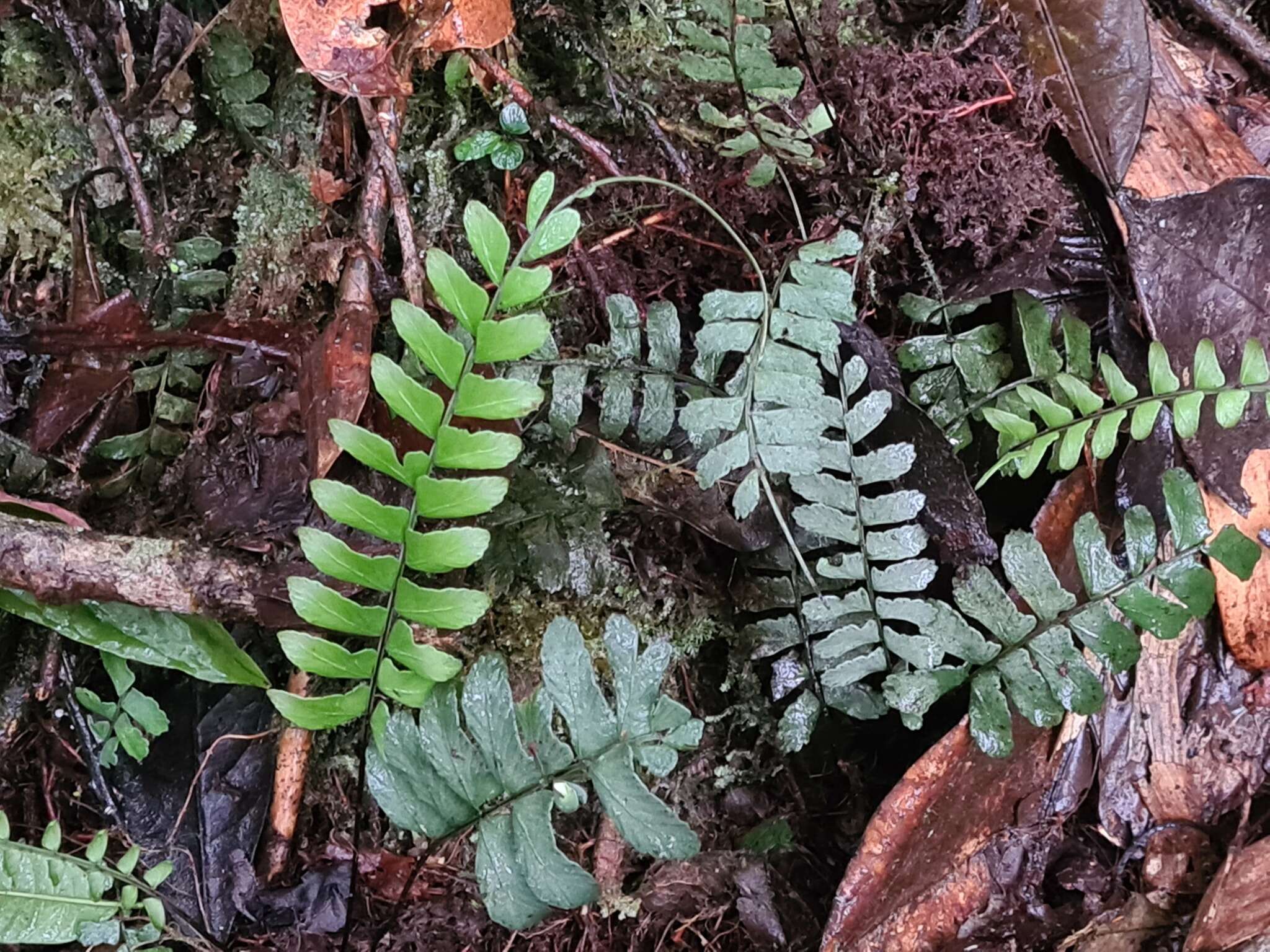 Image of chestnut scale spleenwort