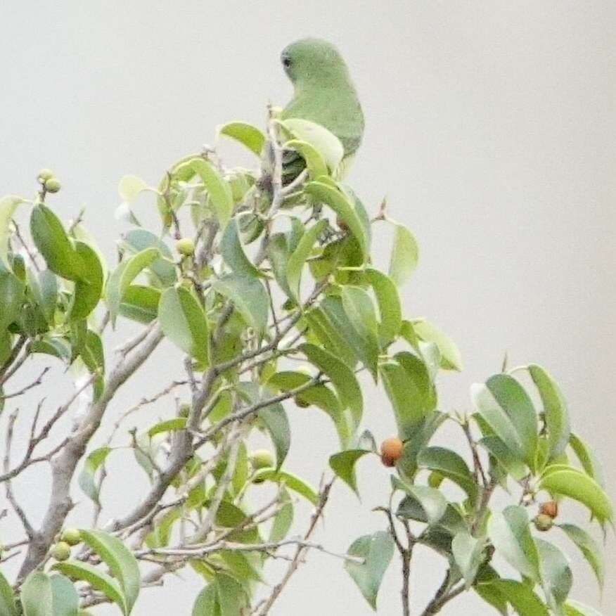 Слика од Tersina viridis occidentalis (Sclater & PL 1855)