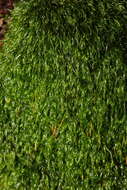 Image of orthodontium moss