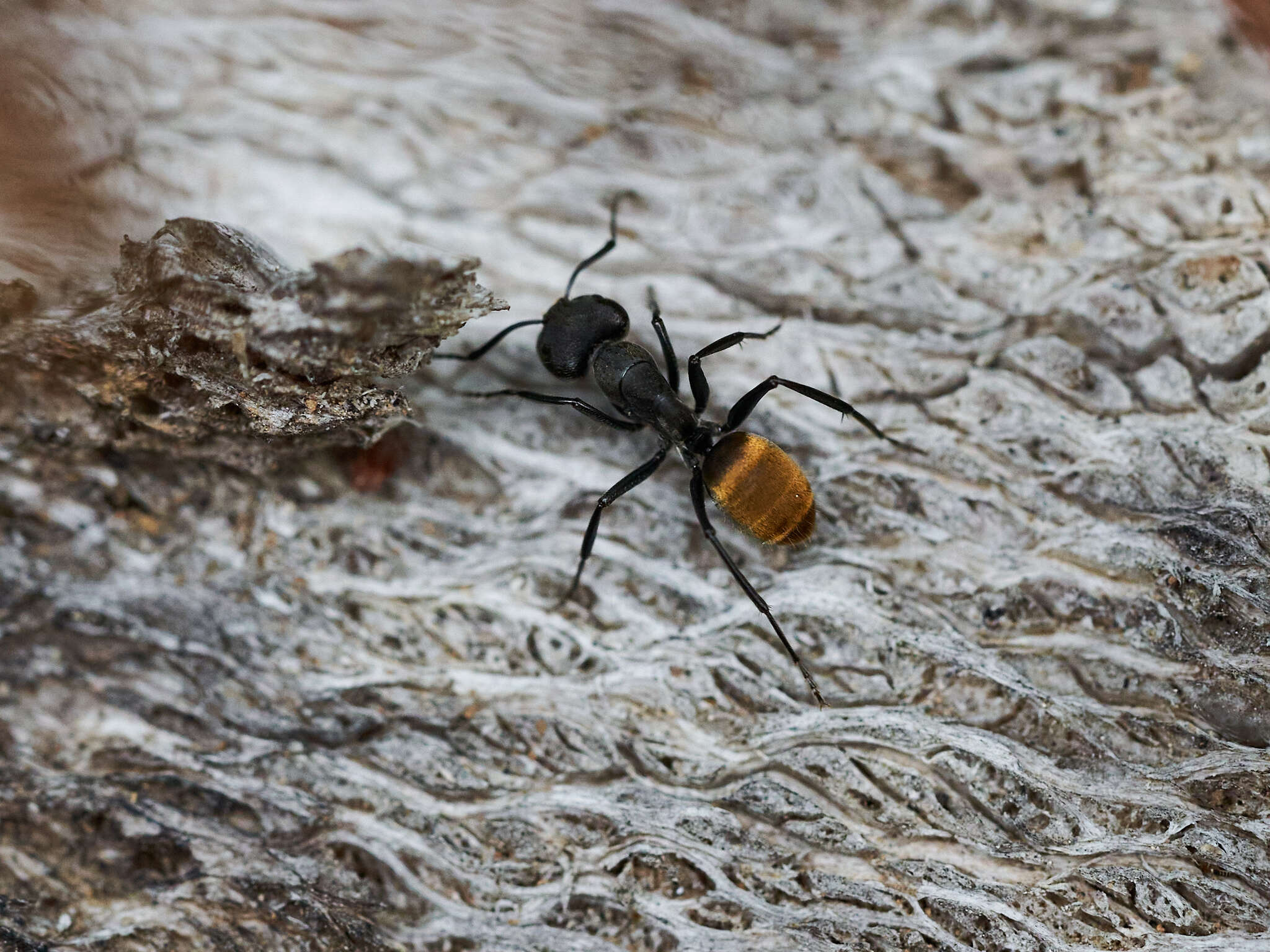 Image of Camponotus chilensis (Spinola 1851)