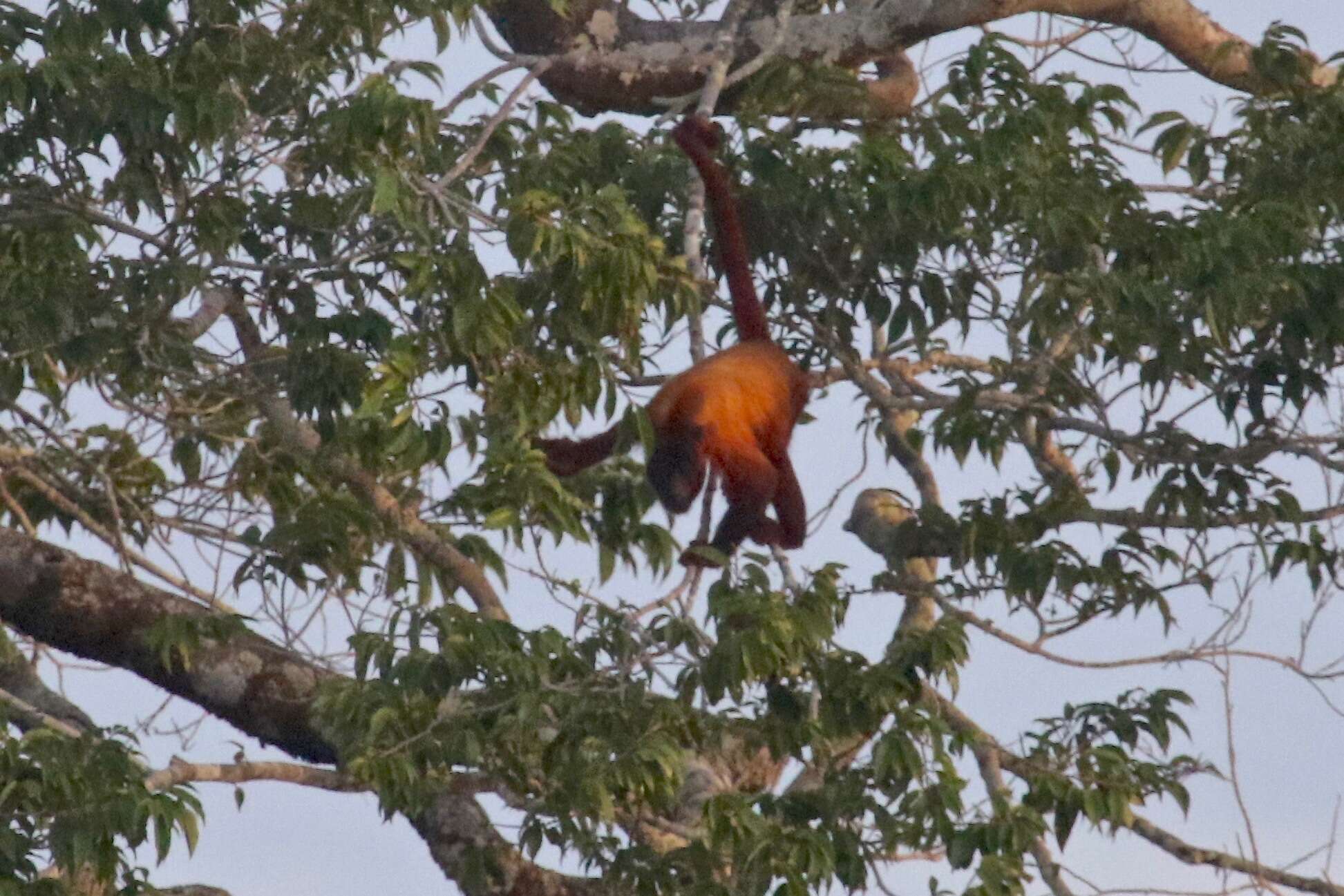 Alouatta macconnelli Elliot 1910的圖片