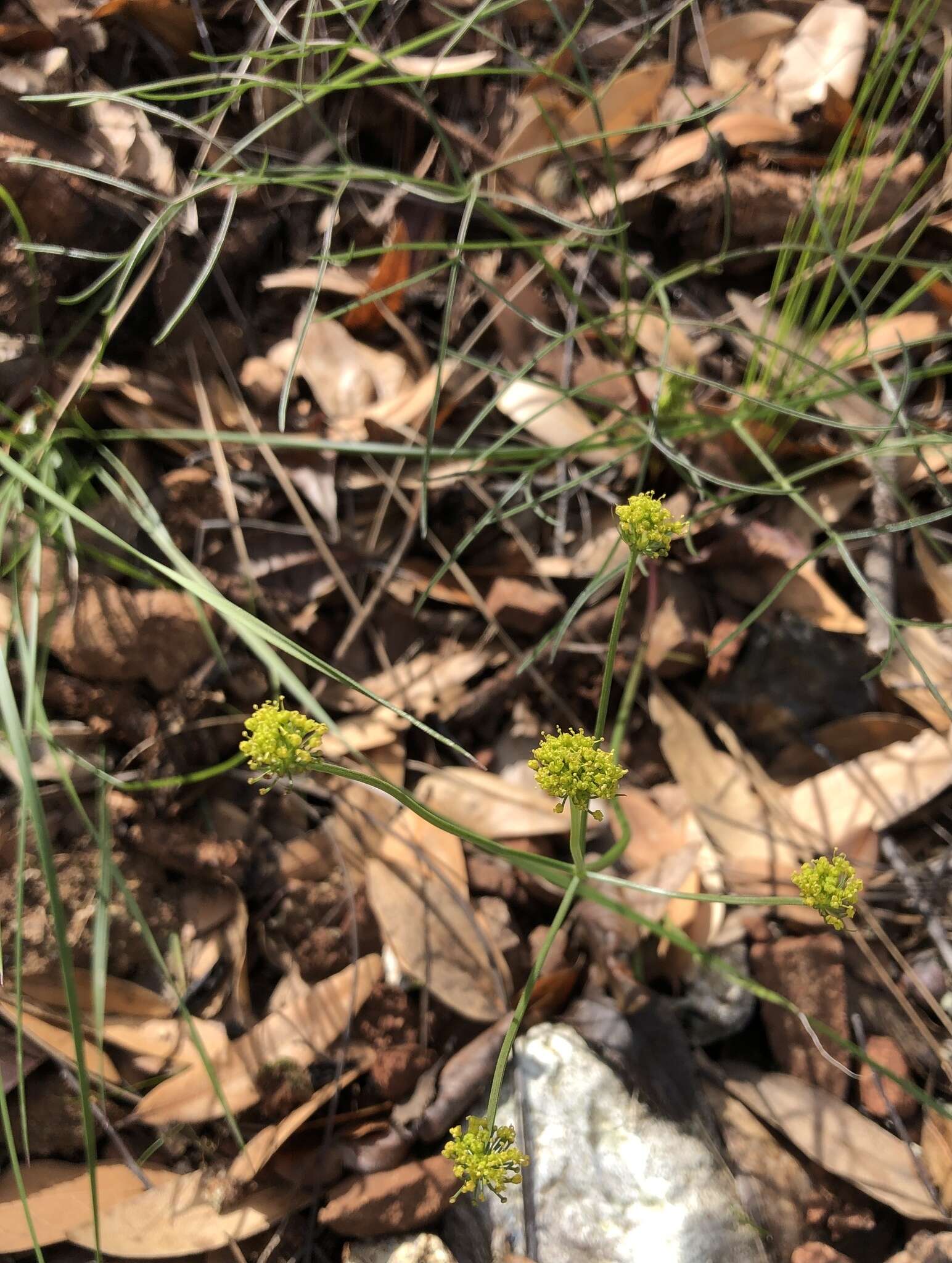 Image of Lomatium marginatum var. marginatum