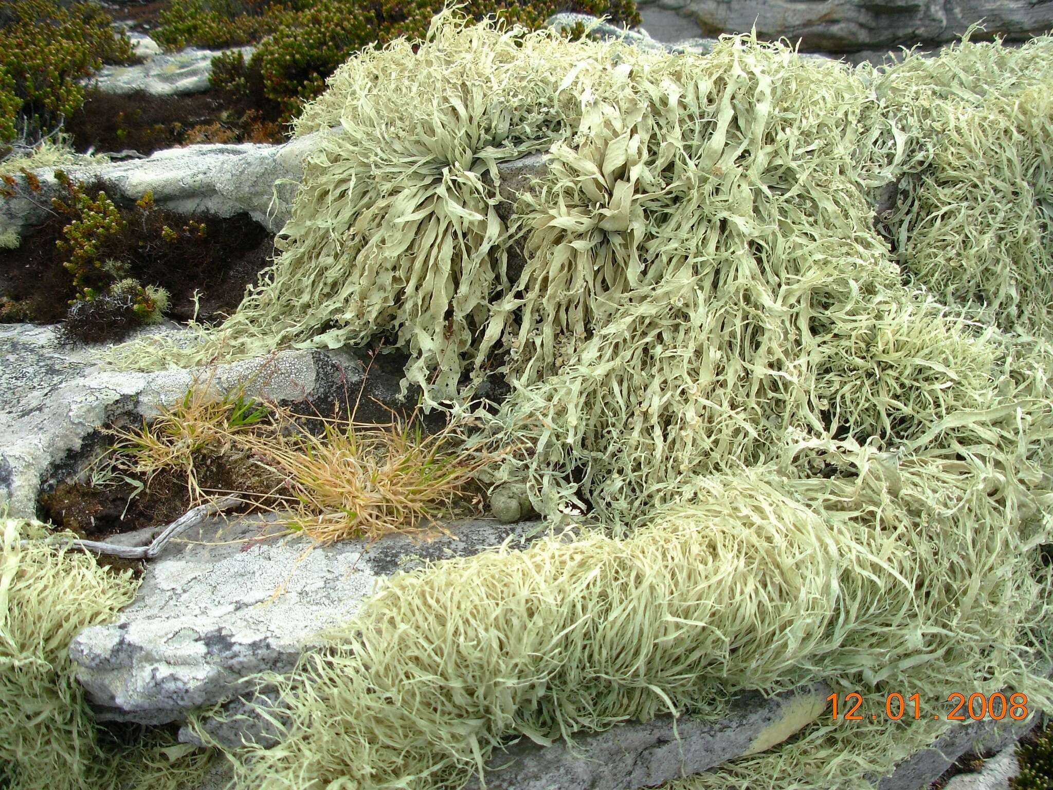 Image of Ramalina terebrata Hook. fil. & Taylor