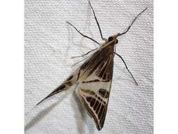 Image of Phrataria transcissata Walker 1862