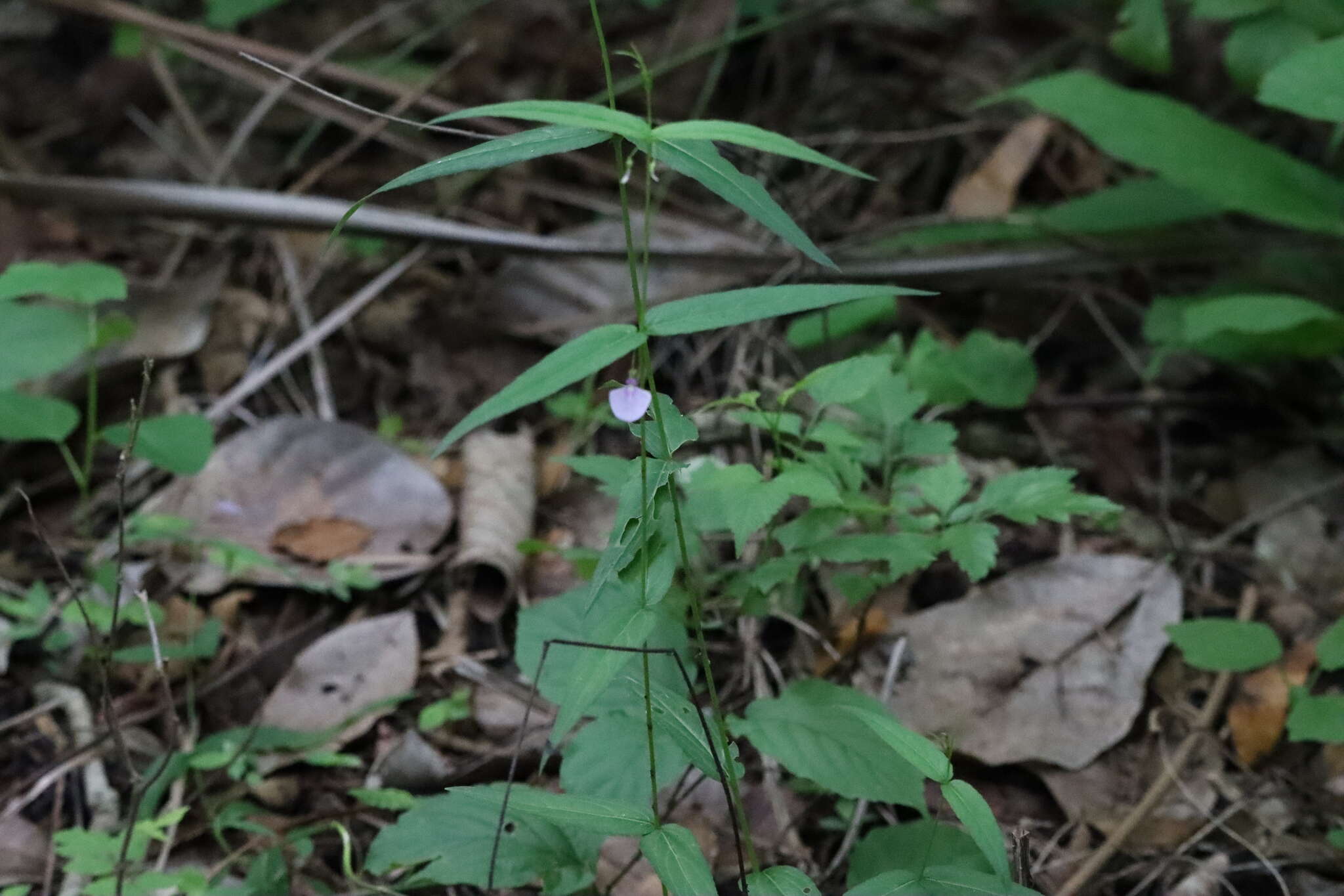 Image of Pombalia oppositifolia (L.) Paula-Souza