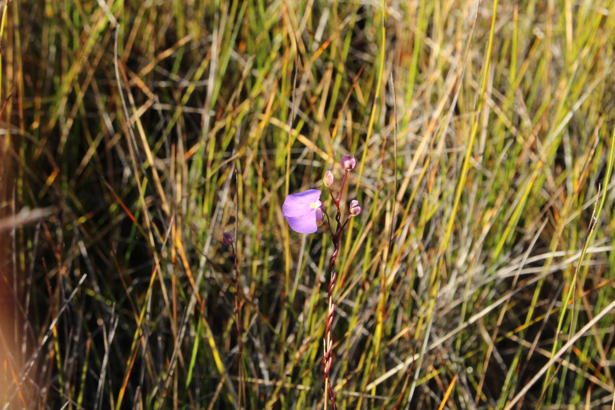 Image de Utricularia volubilis R. Br.