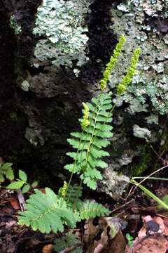 Image of hairy flowering fern