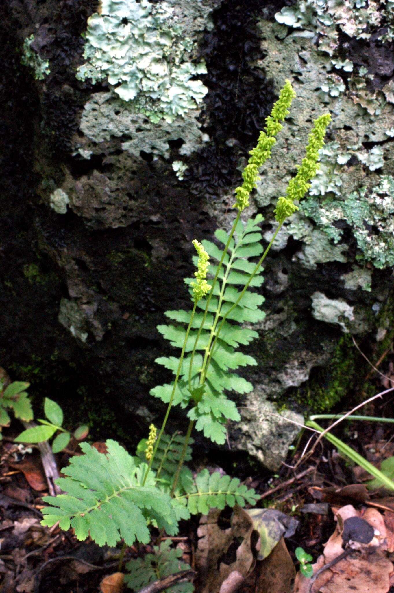 Plancia ëd Anemia hirsuta (L.) Sw.