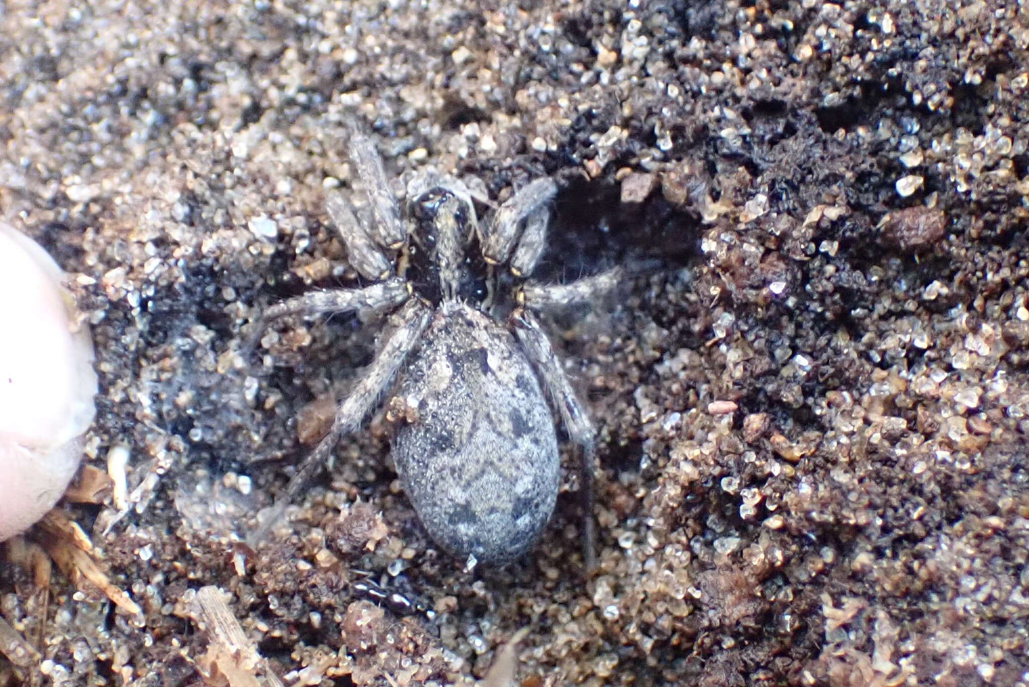 Image of Wolf spider