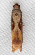 Image of Maple Leaftier Moth