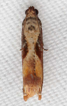 Image of Maple Leaftier Moth