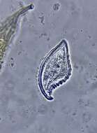 Image of Loxophyllum helus