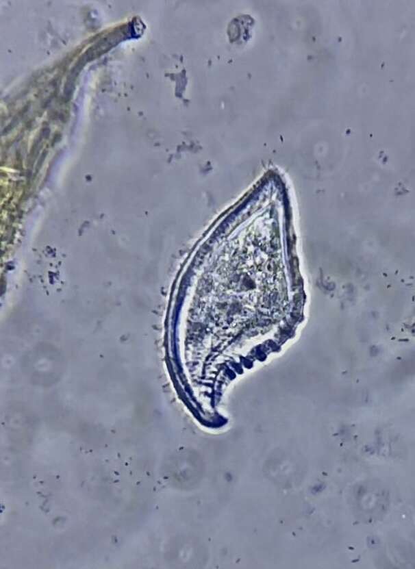 Image of Loxophyllum helus