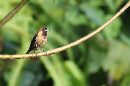 Image of Black-throated Munia