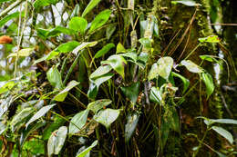 Image of Pleurothallis matudana C. Schweinf.