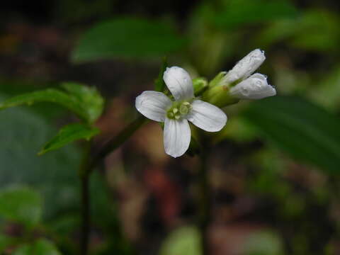 Sivun Cardamine fulcrata Greene kuva