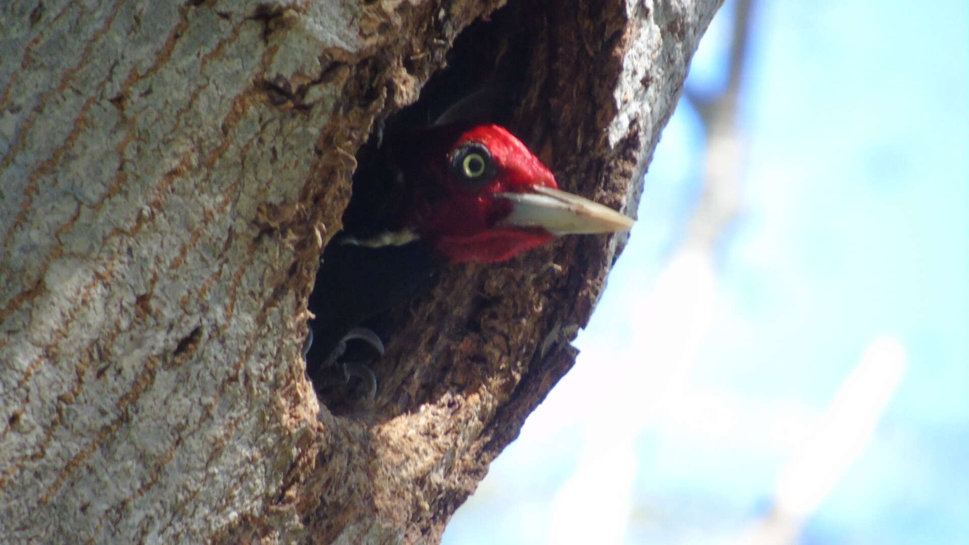 Image of Pale-billed Woodpecker