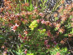 Imagem de Erica radicans subsp. radicans