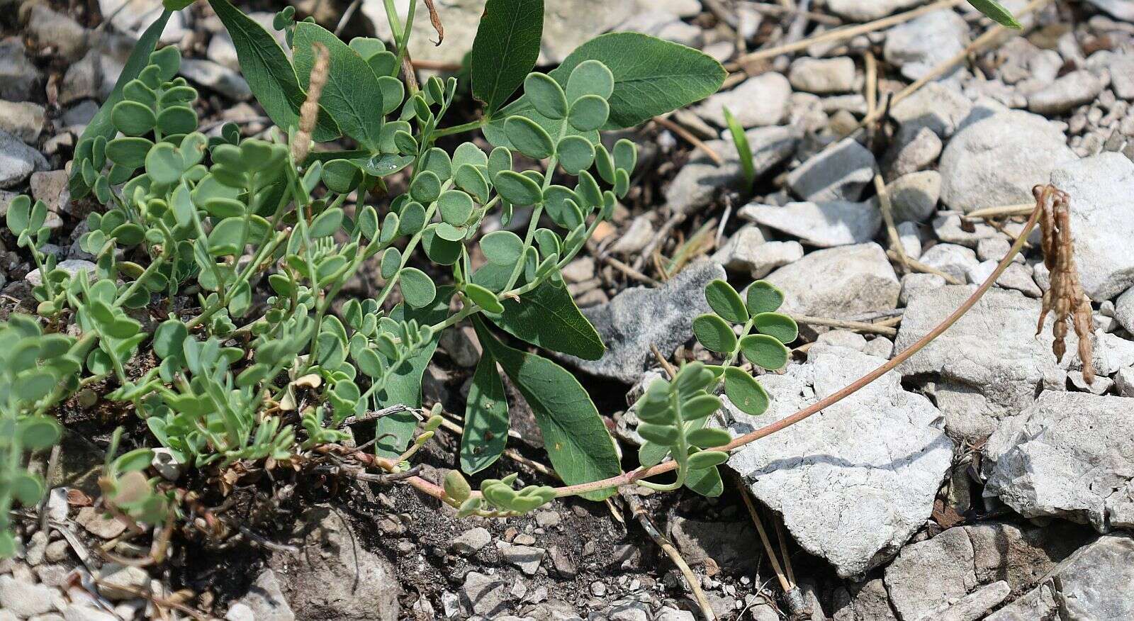 صورة Coronilla vaginalis Lam.