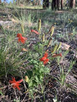 Image de Silene laciniata subsp. greggii (Gray) C. L. Hitchc. & Maguire