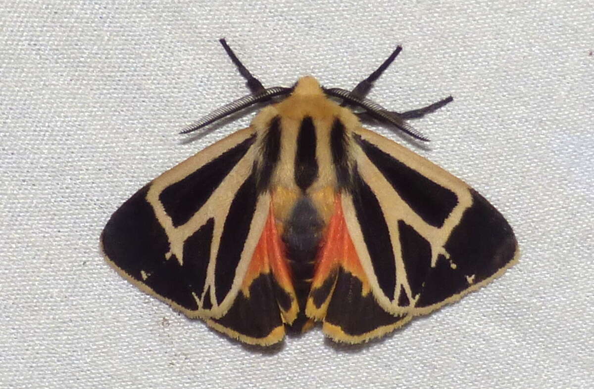 Image of Nais Tiger Moth