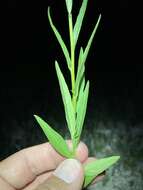 Image of blue pygmyflower