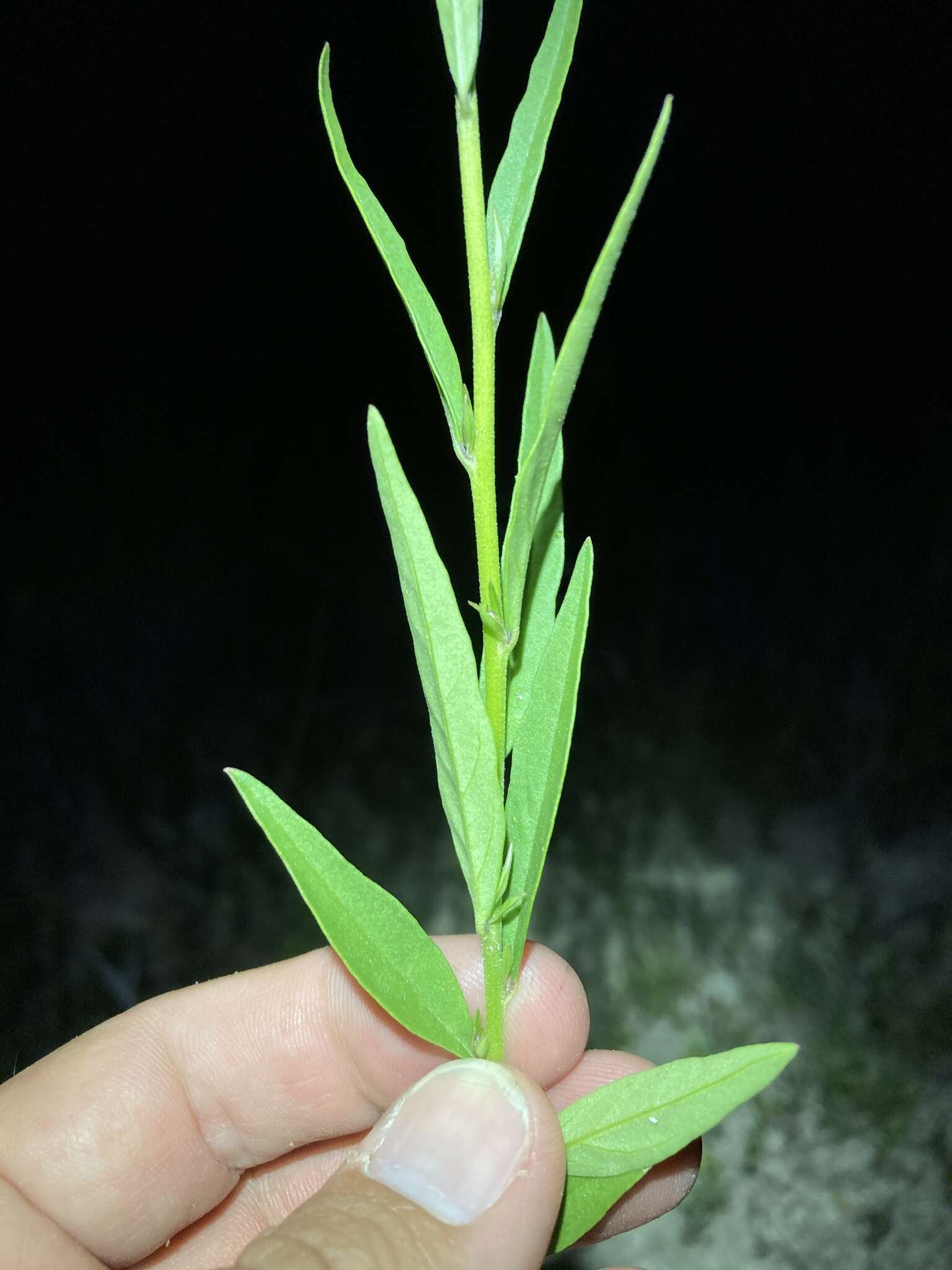 Image of blue pygmyflower