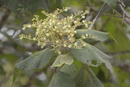 Image de Heliocarpus americanus L.