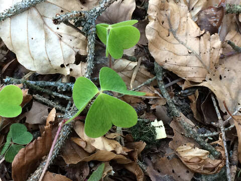 Imagem de Oxalis acetosella L.