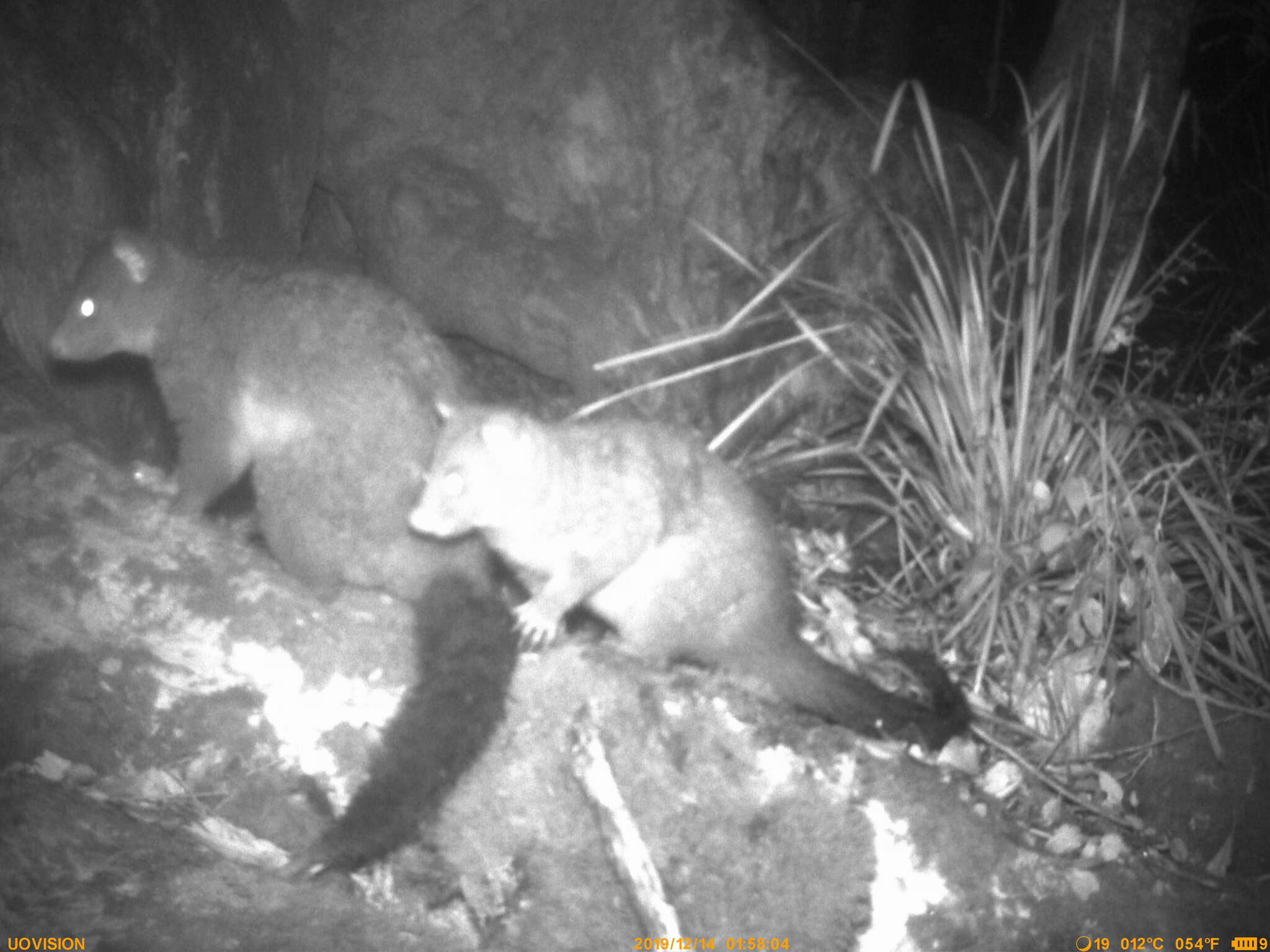 Image of Mountain Brushtail Possum