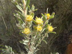 Imagem de Leucadendron rubrum Burm. fil.