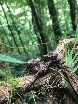 Image of dwarf boa