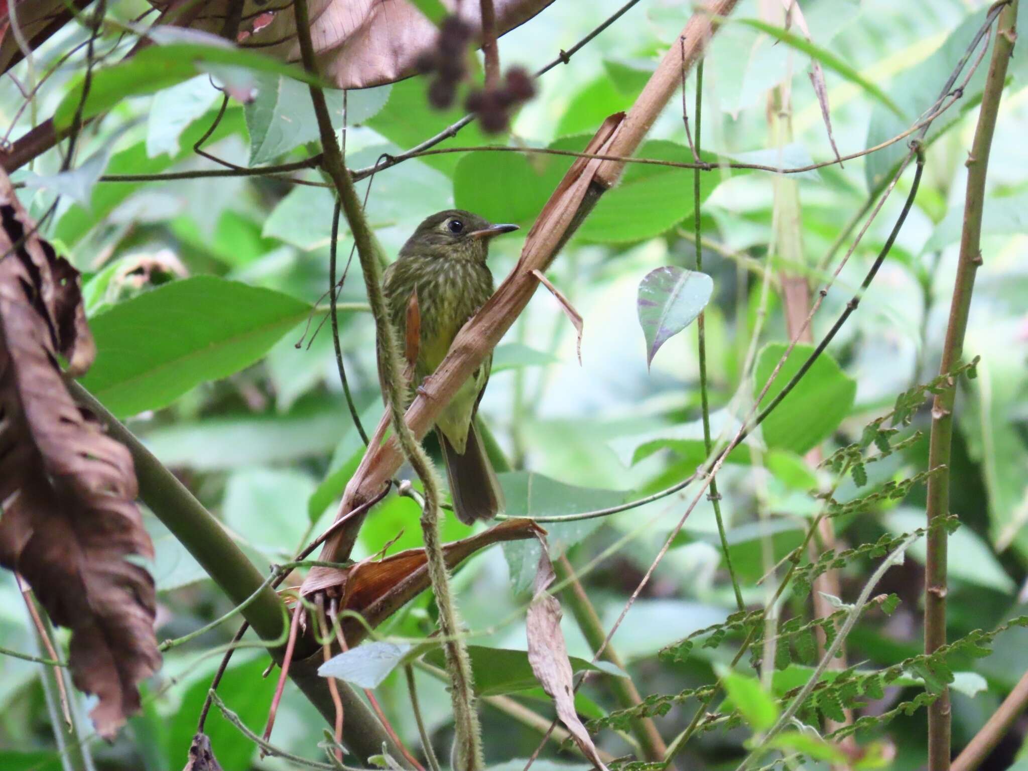 Image of Streak-necked Flycatcher