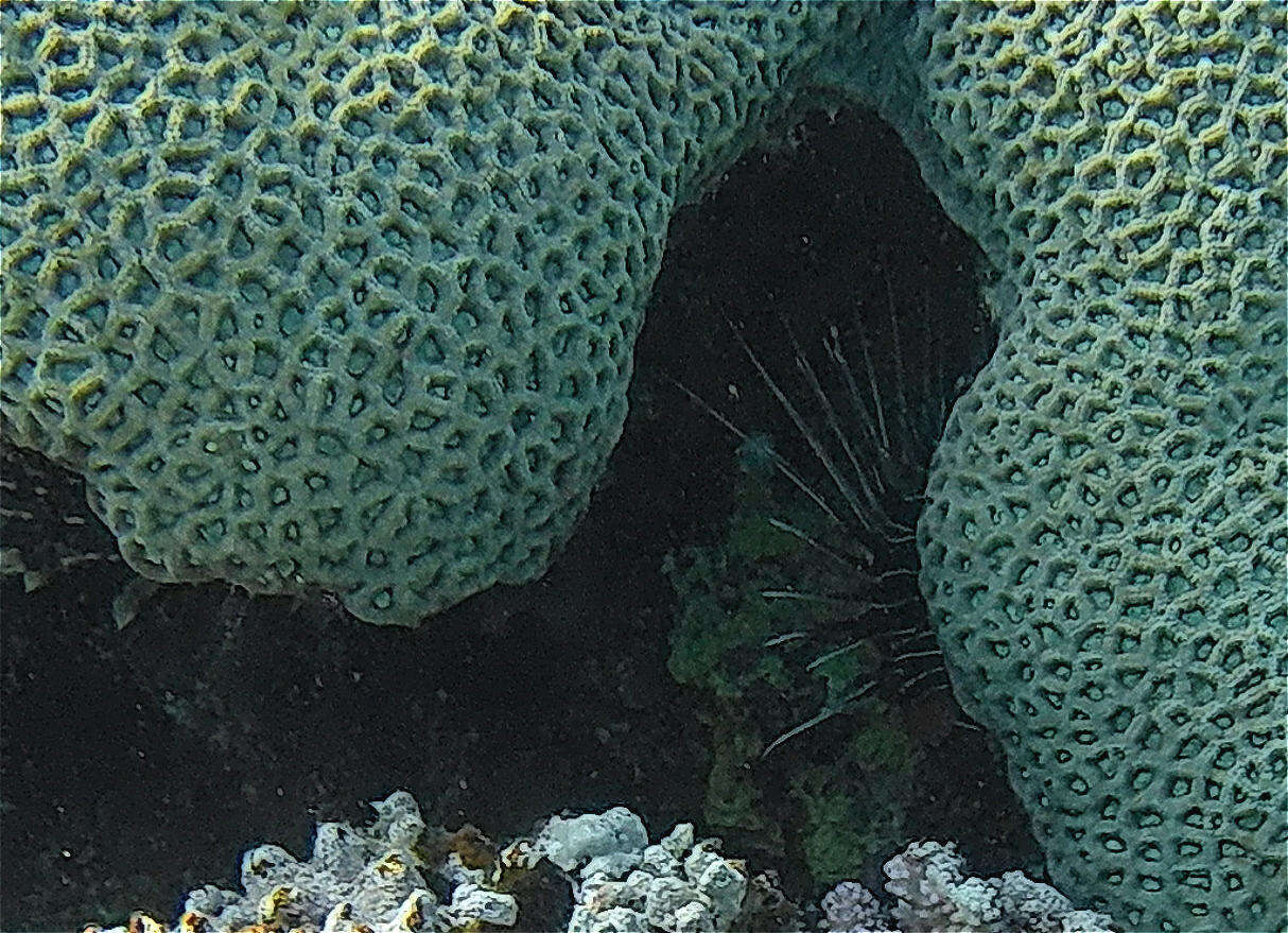 Image of Pterois cincta Rüppell 1838