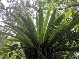 Image of Asplenium antiquum Mak.