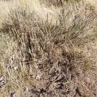 Sivun Artemisia rigida (Nutt.) A. Gray kuva