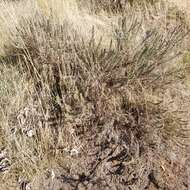 Image of scabland sagebrush