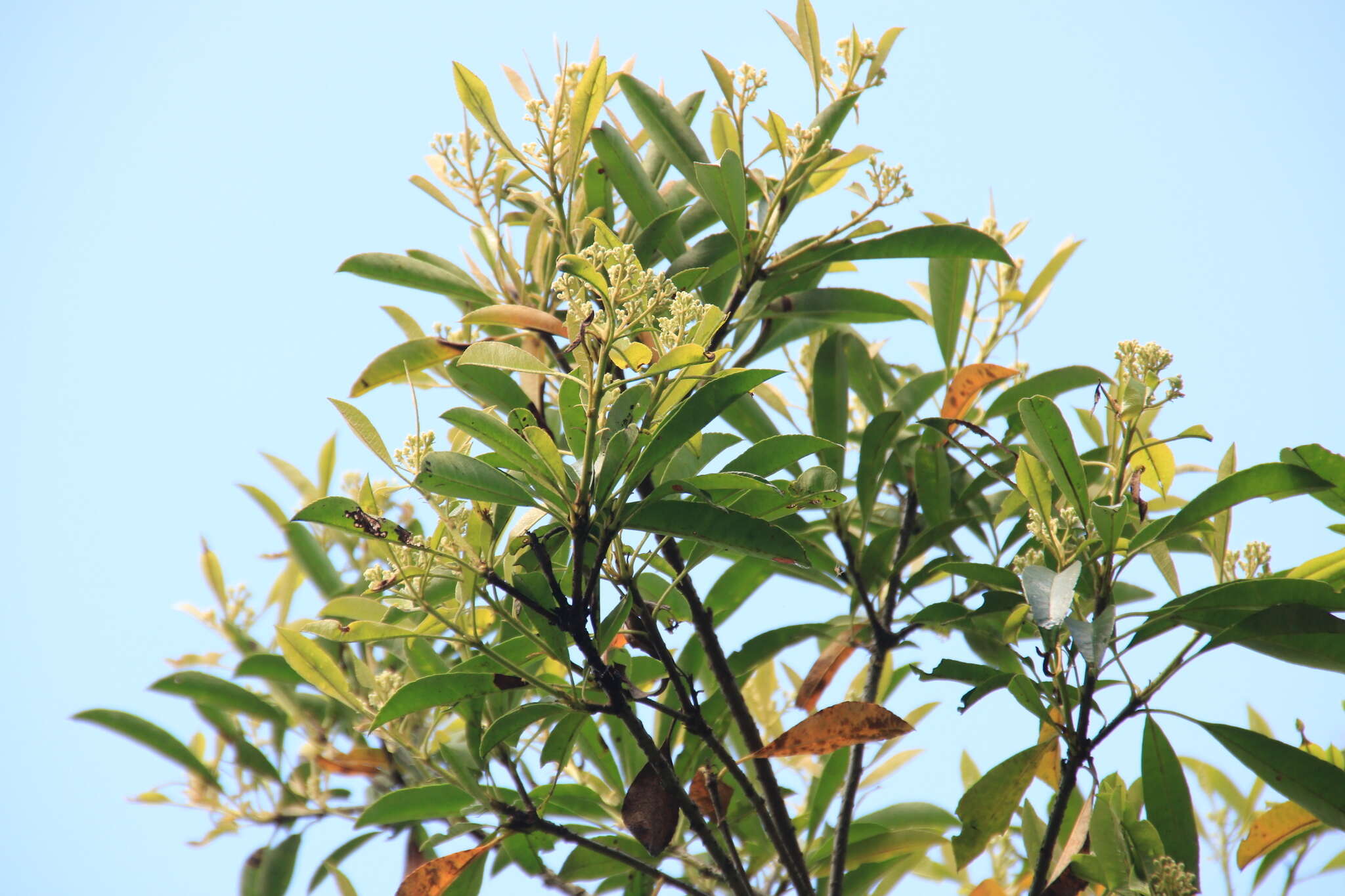 Image of Photinia serratifolia var. ardisiifolia (Hayata) H. Ohashi