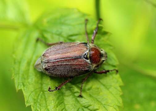 Image of chestnut cockchafer