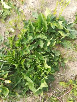 Heracleum sphondylium subsp. sibiricum (L.) Simonk. resmi