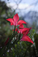 Imagem de Gladiolus sempervirens G. J. Lewis