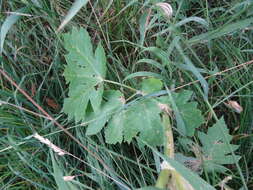 Imagem de Heracleum sphondylium subsp. montanum (Schleicher ex Gaudin) Briq.