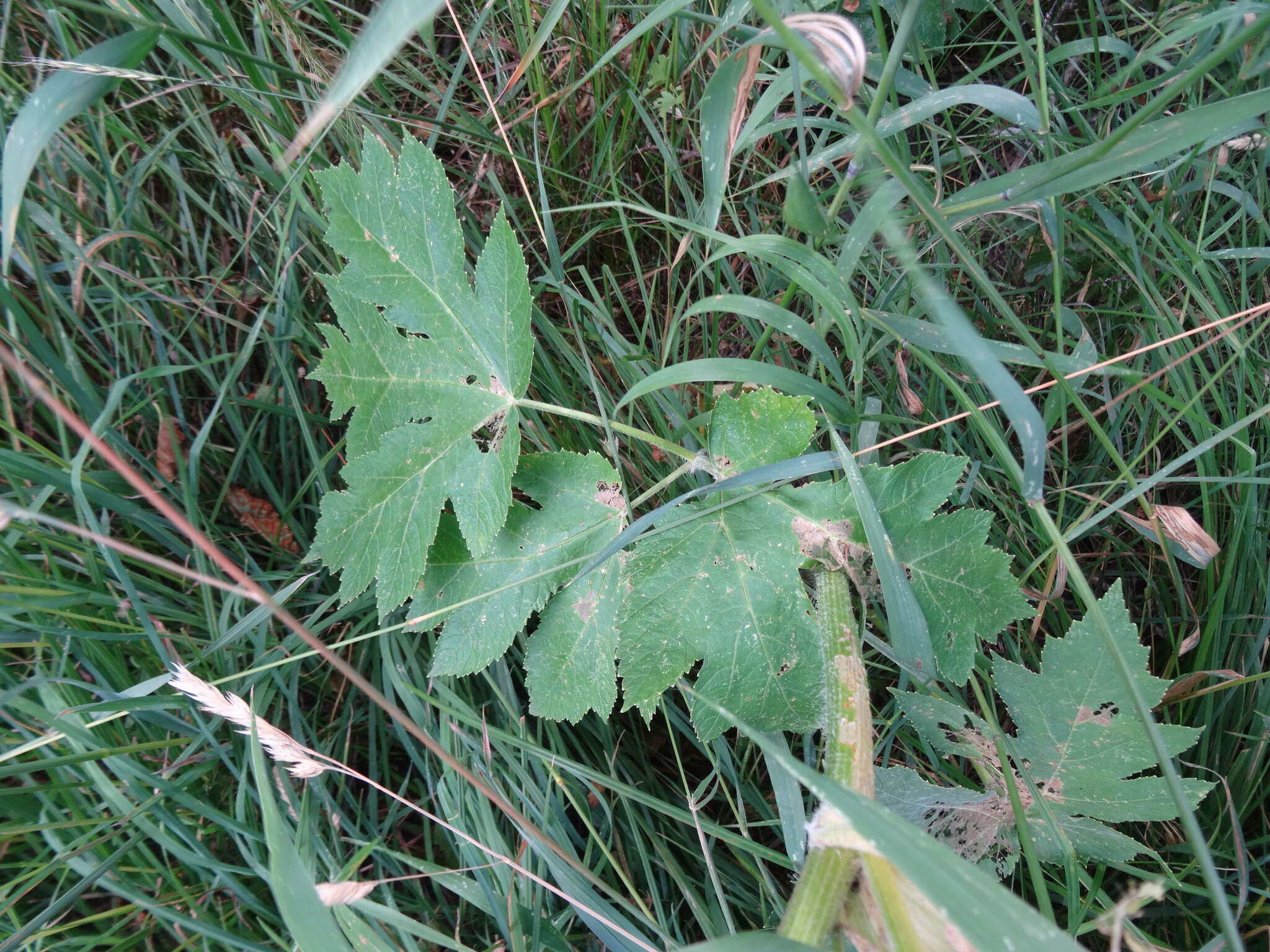 Image of American Cow-Parsnip