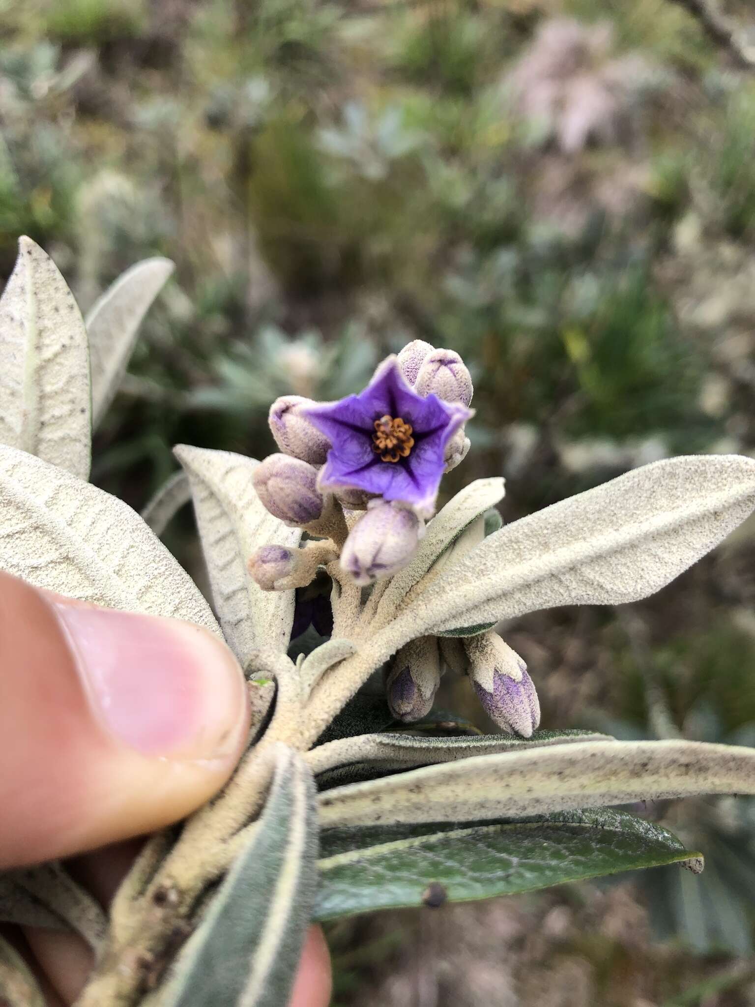 Image of Solanum stenophyllum Humb. & Bonpl. ex Dun.