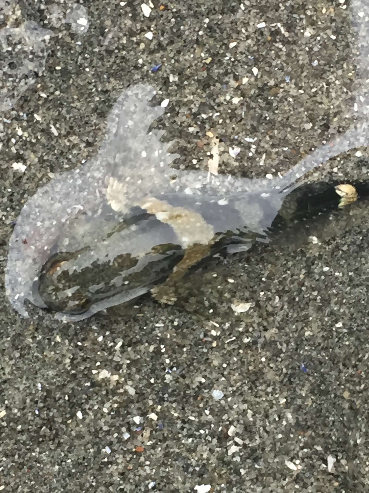 Image of Tidepool sculpin