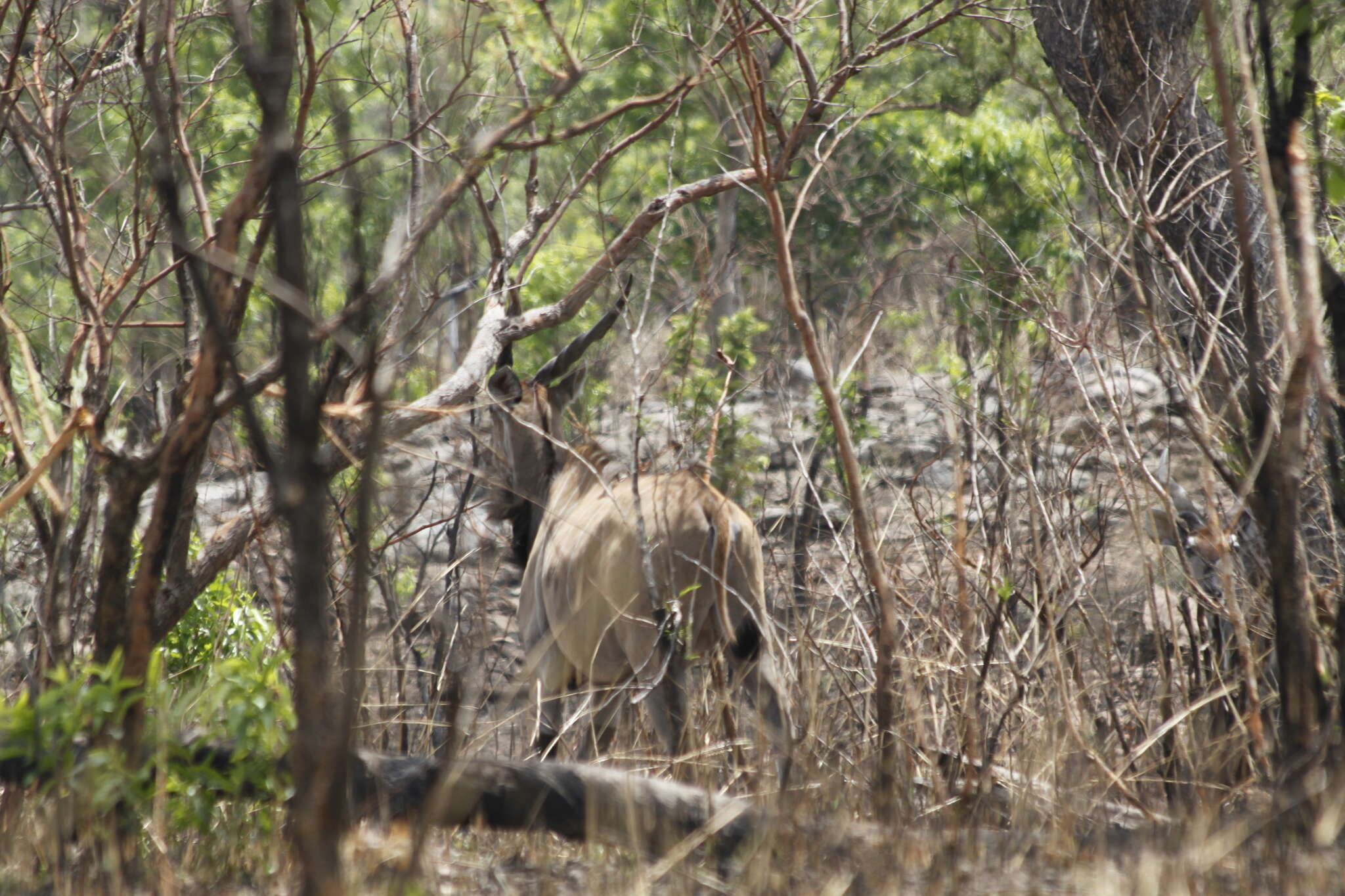 Image of giant eland