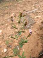 Image of Wasatch aster